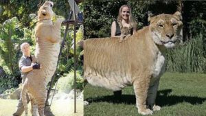Факты о больших кошках