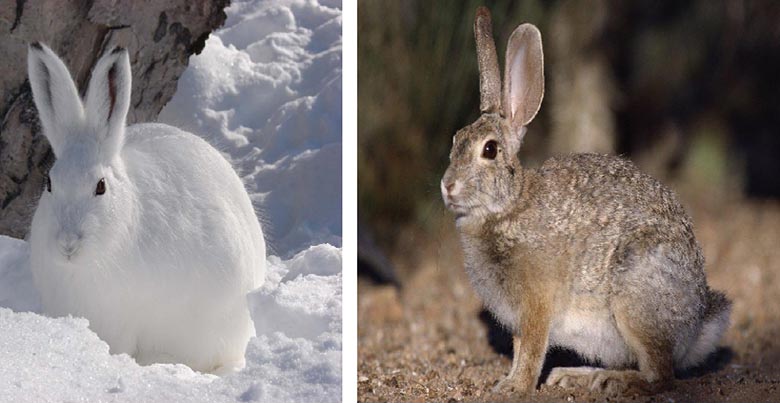 Изменение окраски шерсти кролика. Заяц Беляк модификационная изменчивость. Окрас зайца беляка. Заяц Беляк покровительственная окраска. Изменчивость зайца беляка.